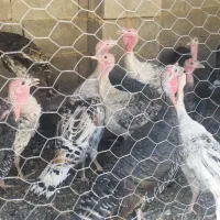 حیوانات مزرعه