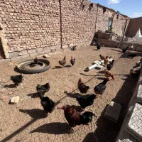 مرغ تخمگذار نژادگلپایگان