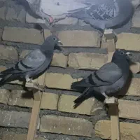 کبوترپرشی|پرنده|قوچان, |دیوار