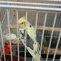 عروس هلندی نر کاملا رام ودستی|پرنده|دوگنبدان, |دیوار