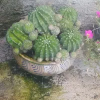 گل خاردار