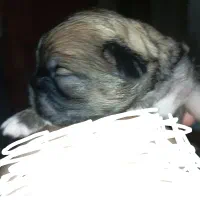 سگ  شیتزو پیکنیز