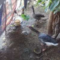 غاز اعبوده|حیوانات مزرعه|حمیدیه, |دیوار