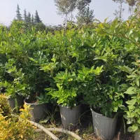 گل یاس|گل و گیاه طبیعی|نشتارود, |دیوار