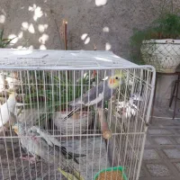 ۴عدد عروس هلندی|پرنده|مشهد, ثامن|دیوار