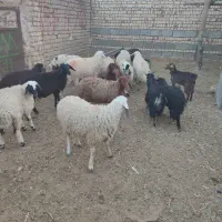 بره|حیوانات مزرعه|جعفرآباد, |دیوار