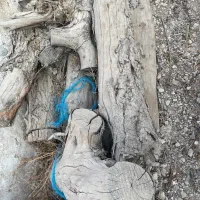 چوب تنه کنار|گل و گیاه طبیعی|برازجان, |دیوار