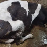 فروش و خرید خرید . گاو افتاده فلج زایمان و کسل