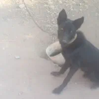 سگ بلک