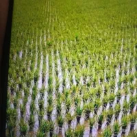 فروش زمین کشاورزی شهر بیضا