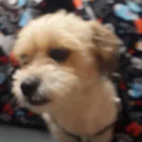 سگ گمشده شیتزو|حیوانات|قدس, شهر‌قدس|دیوار