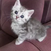 گربه بریتیش