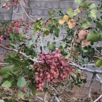 فروش باغشهری|فروش زمین و ملک کلنگی|شیراز, حافظیه|دیوار