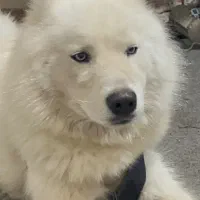 سگه هاسکی گمشده|حیوانات|تبریز, |دیوار