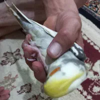 عروس هلندی سخنگو