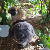 واگذاری دو عدد توله سگ تریر دو رگه|سگ|کاشمر, |دیوار