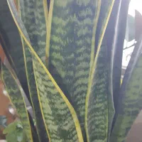 باغشهر ساوالان