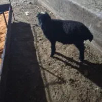 بره شیری علف خور