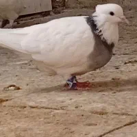 جفت طوقی با جوجه|پرنده|ساوه, |دیوار