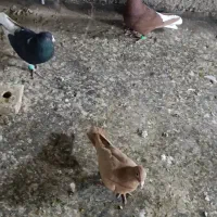 سه تا حیوان کار درست