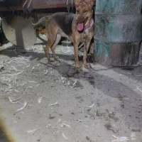 سگ ژرمن|سگ|محمدبار, |دیوار