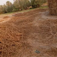 چوب بقمچ بلوچستان