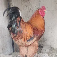 خروس برهما بوف ۱۱ ماهه