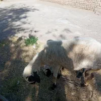 میش افشاری