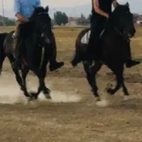 خرید فروش اسب های یورقه