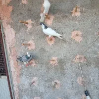 چنتا پرنده ،کبوترخوبو آس