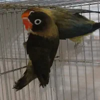 جفت کوتوله‌ مولد یووینگ و یقه زرد ماسکت با جوجه|پرنده|قم, مهر آباد|دیوار