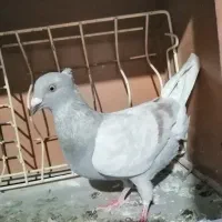 4 عدد کفتر (کبوتر) مناسب نو بازی|پرنده|تربت‌حیدریه, شهرک ولیعصر|دیوار