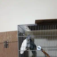 طوطی راهب مولد آبی