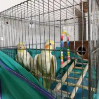 عروس هلندی|پرنده|خرمدره, |دیوار