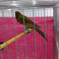 قناری سبز چمنی رسمی بلند