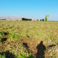 کاه لوبیا قرمز