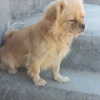 سگ پاپی|سگ|خمینی‌شهر, |دیوار