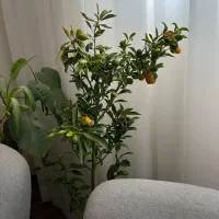 فروش نهال کامکوات