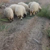 تعداد میش و بره