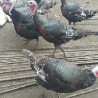 بوقلمون نر|حیوانات مزرعه|بابلسر, |دیوار