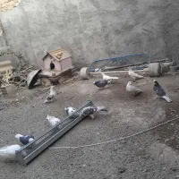 کبوتر پرشی|پرنده|هشتگرد, هشتگرد قدیم|دیوار