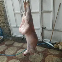 بره چاق|حیوانات مزرعه|اندیمشک, |دیوار