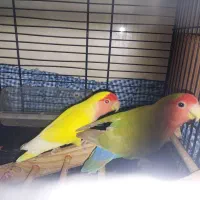 جفت طوطی برزیلی