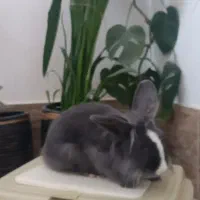 فروش خرگوش همراه با وسایل