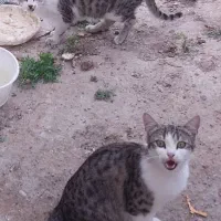 واگذاری رایگان دو بچه گربه