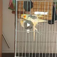 عروس هلندی جفت|پرنده|ری, دولت‌آباد|دیوار