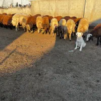 بره چاق کشتاری