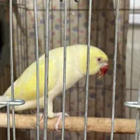 جفت ملنگو مولد کارداده ماده البینو نر لوتینو