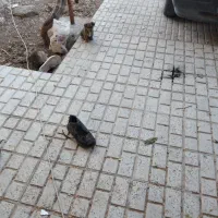 سگ پا کوتاه|سگ|شیروان (خراسان), |دیوار