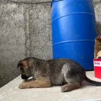 سگ مالینویز